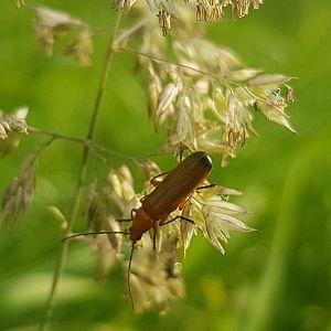 Rhagonycha fulva