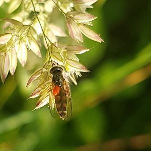 Little fly-species ( with tick )