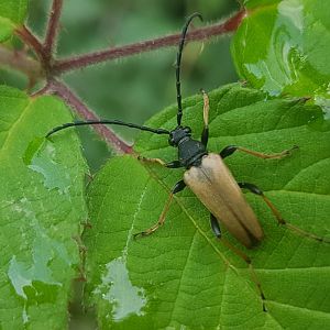 Stictoleptura rubra - male
