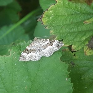 Common carpet ( aka white-banded toothed carpet ) - Epirrhoe alternata