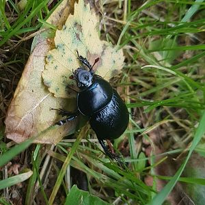 Dung beetle-species