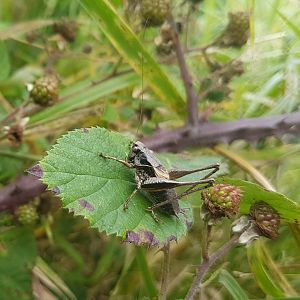 Dark bush-cricket - Pholidoptera griseoaptera