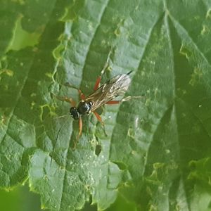Parasitic wasp-species