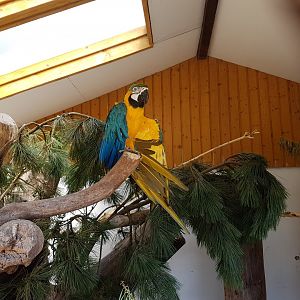 Blue-and-yellow macaw