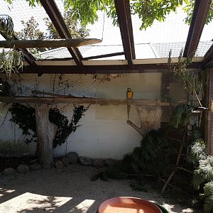 Blue-and-yellow macaw