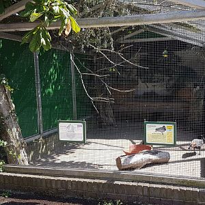 Shelduck and budgy-aviary