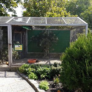 Aviary Australian shelduck