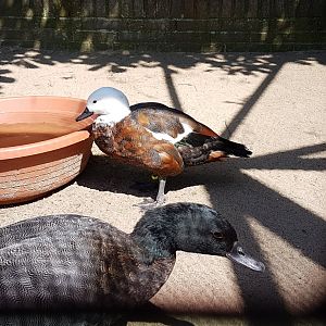 Paradise shelducks