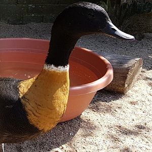 Australian shelduck