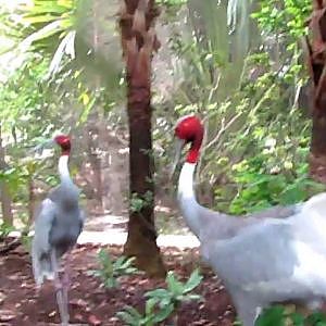 Celebrities of Zoo Miami: Sarus Cranes - YouTube