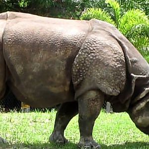 Celebrities of Zoo Miami: Suru the Indian Rhino - YouTube