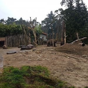 Elephant-enclosure