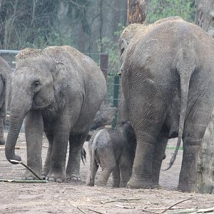 Asian elephants with calf