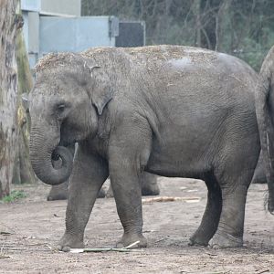 Asian elephants
