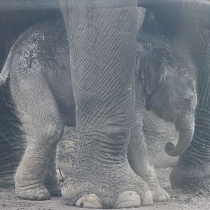 Asian elephant calf Yunha - born March 25 2017