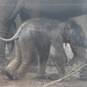Asian elephant calf Yunha - born March 25 2017