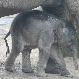 Asian elephant calf Yunha - born March 25 2017