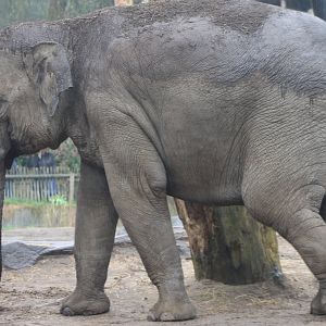 Asian elephant