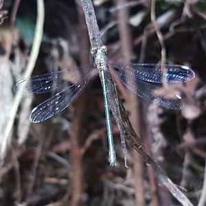 Willow emerald spreadwing - Lestes viridis