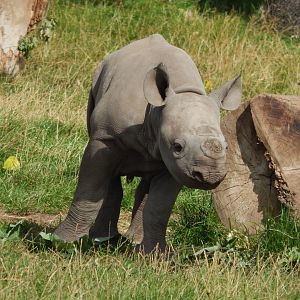 Black Rhino calf