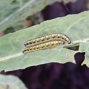 Large White Caterpillars