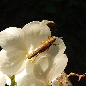 Locust in Monsoon Forest