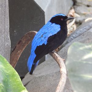 Asian Fairy Bluebird