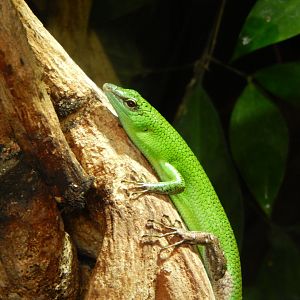 Lamprolepis smaragdina