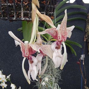Stanhopea nigroviolacea x greerii