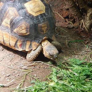 Ploughshare Tortoise