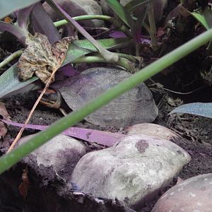Chinese Three-striped Box Turtle