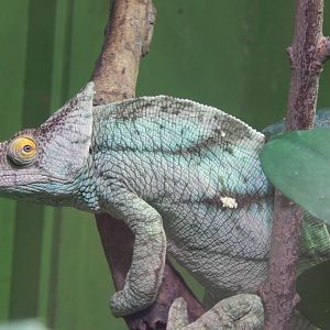 Parson's Chameleon