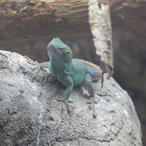 Jamaican Anole