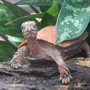 Black-breasted Leaf Turtle