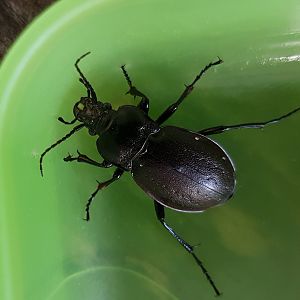 Carabus nemoralis  - Bronze carabib