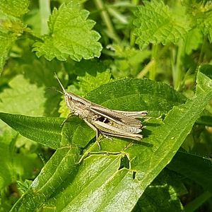 Chorthippus albomarginatus, Lesser marsh grasshopper