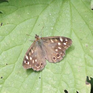 Speckled wood - Pararge aegeria