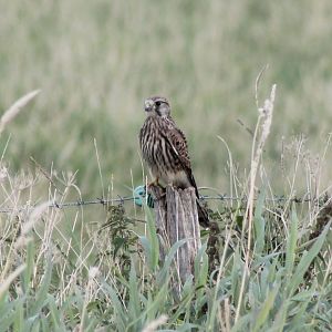 Common kestrel
