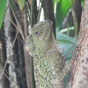 Gonocephalus chamaeleontinus