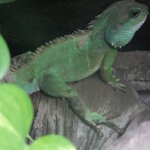 Asian Water Dragon