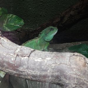 Asian Water Dragon