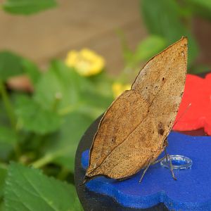 Kallima inachus(?) in Butterfly Journey