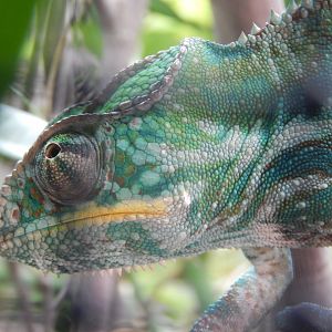 Panther Chameleon
