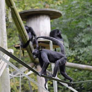 Colombian black spider monkeys
