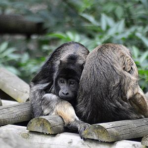 Black howler monkeys