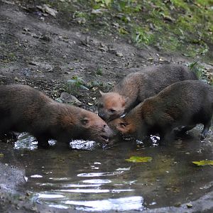 Bush dogs
