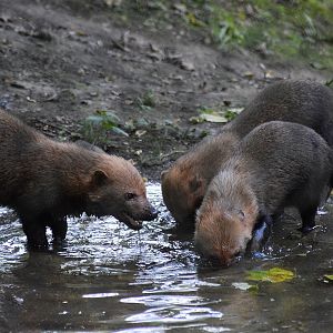 Bush dogs