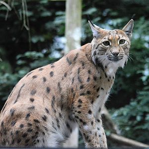 Carpathian lynx