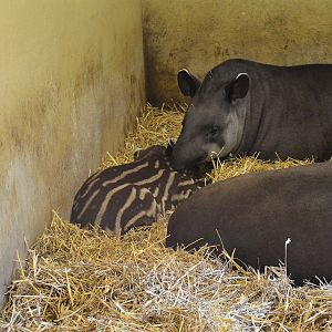 Young tapir