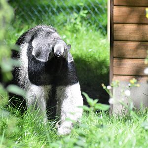 Giant anteater